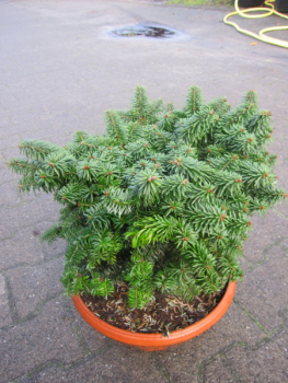 Preview: zwergige Balsamtanne 3